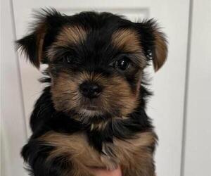 Yorkshire Terrier Puppy for sale in VILLA RICA, GA, USA