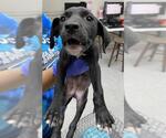 Small American Pit Bull Terrier