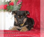 Small #1 German Shepherd Dog