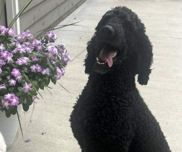 Medium Photo #1 Saint Berdoodle Puppy For Sale in FRANKFORT, IN, USA