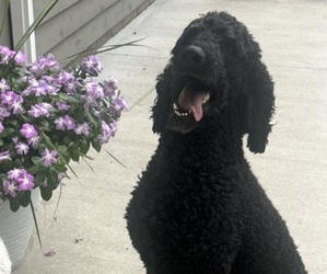 Father of the Saint Berdoodle puppies born on 07/21/2025