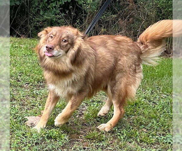 Medium Photo #2 Collie-Huskies  Mix Puppy For Sale in Wetumpka, AL, USA