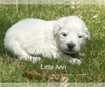 Small #4 Great Pyrenees