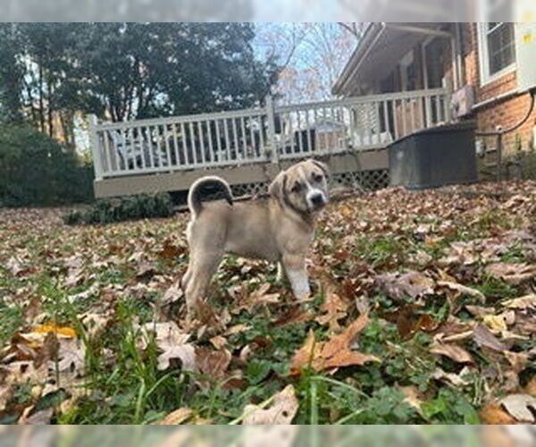 Medium Photo #4 Labrador Retriever-Unknown Mix Puppy For Sale in Raleigh, NC, USA