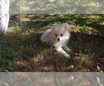 Small Photo #10 Pomeranian Puppy For Sale in DINWIDDIE, VA, USA