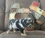Small Photo #4 Cocker Spaniel Puppy For Sale in GADSDEN, AL, USA