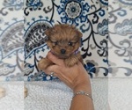 Puppy Lucky Yoranian