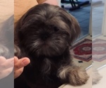 Small Photo #1 Shih Tzu Puppy For Sale in HAYWARD, CA, USA