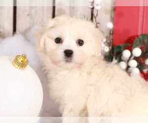 Zuchon Puppy for sale in MOUNT VERNON, OH, USA