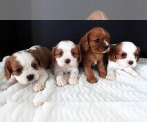 Cavalier King Charles Spaniel Litter for sale in CARLISLE, KY, USA