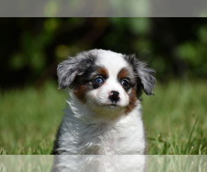 Miniature Australian Shepherd Puppy for sale in PALM COAST, FL, USA