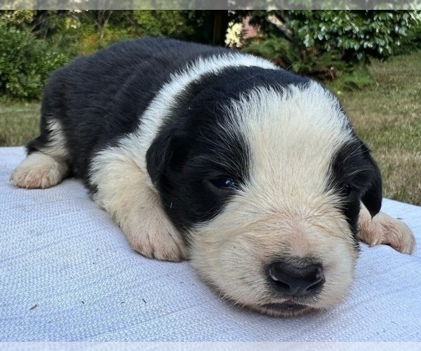 Medium Photo #71 Border Collie Puppy For Sale in MOSIER, OR, USA