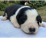Small Photo #71 Border Collie Puppy For Sale in MOSIER, OR, USA