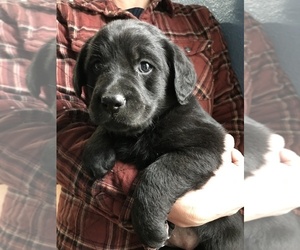 Labrador Retriever Puppy for sale in WAKARUSA, IN, USA