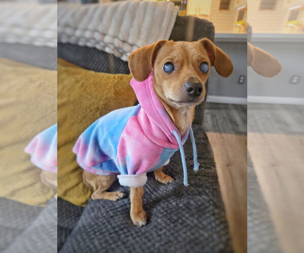 Medium Photo #1 Chiweenie Puppy For Sale in Pittsburg, CA, USA