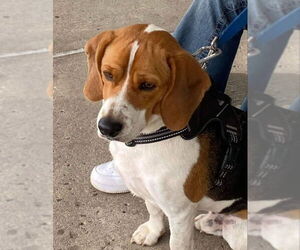 Boomer *Currently Unavailable* - Male Beagle-Unknown Mix Dog for Adoption - Photo #2