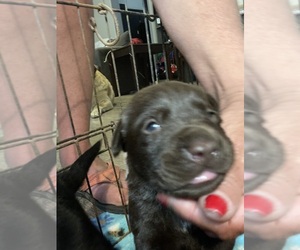 Labrador Retriever Puppy for sale in OSYKA, MS, USA