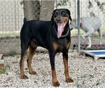 Small #2 Doberman Pinscher
