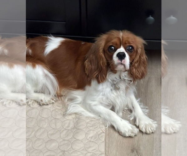 Medium Photo #2 Cavalier King Charles Spaniel Puppy For Sale in Rancho Cordova, CA, USA