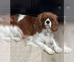 Small #1 Cavalier King Charles Spaniel