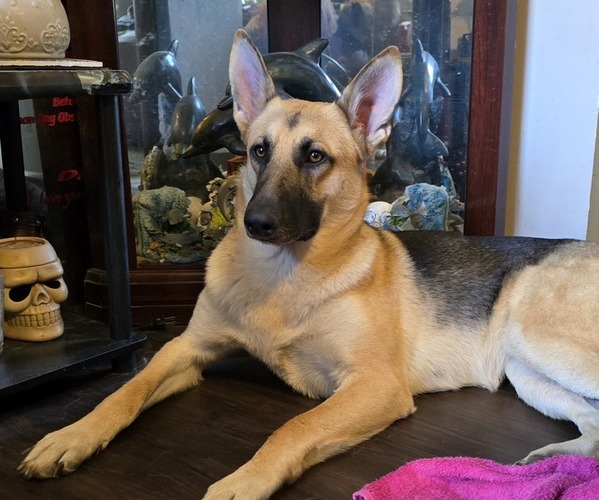 Medium Photo #1 German Shepherd Dog Puppy For Sale in CANTON, OH, USA