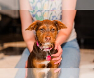 Jack Russell Terrier-Unknown Mix Dogs for adoption in St. Louis Park, MN, USA