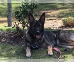 Small Photo #13 German Shepherd Dog Puppy For Sale in FALMOUTH, VA, USA