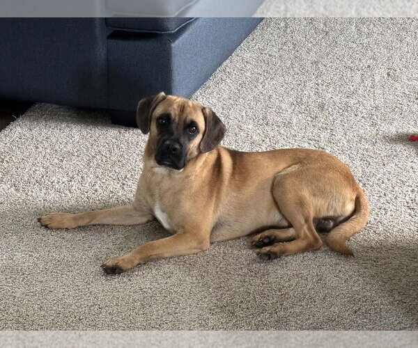 Medium Photo #1 Mutt Puppy For Sale in Springdale, PA, USA