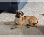 Small Mutt