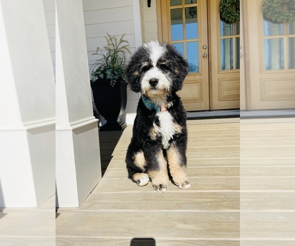 Medium Photo #4 Bernedoodle-Bernese Mountain Dog Mix Puppy For Sale in CANTON, GA, USA
