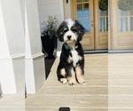 Small #3 Bernedoodle-Bernese Mountain Dog Mix