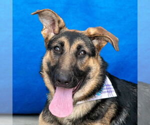 German Shepherd Dog Dogs for adoption in Pasadena, CA, USA