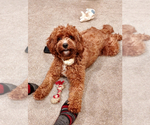 Small Photo #1 Cavapoo (Miniature) Puppy For Sale in LANCASTER, PA, USA