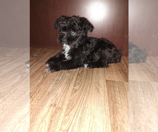 Medium Photo #2 YorkiePoo Puppy For Sale in LAPEER, MI, USA