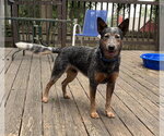 Small #1 Mutt
