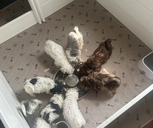 Bichpoo-Schnauzer (Miniature) Mix Puppy for sale in COLLINGDALE, PA, USA