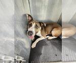 Small American Bulldog Mix