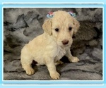 Small Photo #41 Goldendoodle Puppy For Sale in BATON ROUGE, LA, USA