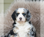 Small Photo #9 Bernedoodle Puppy For Sale in FREDERICKSBURG, OH, USA
