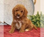 Small Photo #6 Goldendoodle (Miniature) Puppy For Sale in EPHRATA, PA, USA