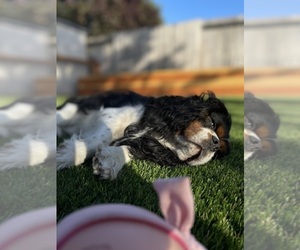 Father of the Cavalier King Charles Spaniel puppies born on 05/15/2025