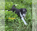 Puppy Bridget Border Collie