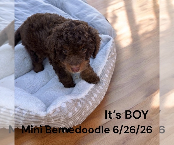 Medium Photo #2 Bernedoodle-Poodle (Miniature) Mix Puppy For Sale in MONTPELIER, OH, USA