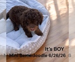 Small #1 Bernedoodle-Poodle (Miniature) Mix