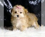 Small #3 Morkie