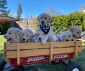 Golden Retriever Puppy for Sale in CITRUS HEIGHTS, California USA