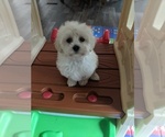 Small #2 Maltese-Poodle (Toy) Mix
