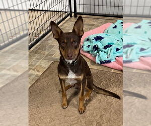 Australian Kelpie-Rat Terrier Mix Dogs for adoption in Alturas, CA, USA