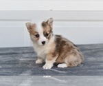 Small #4 Pembroke Welsh Corgi
