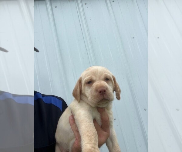 Medium Photo #12 Labrador Retriever Puppy For Sale in SENECA, KS, USA